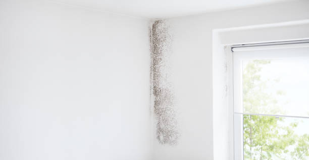 Professional Mold Removal in Buffalo, SC